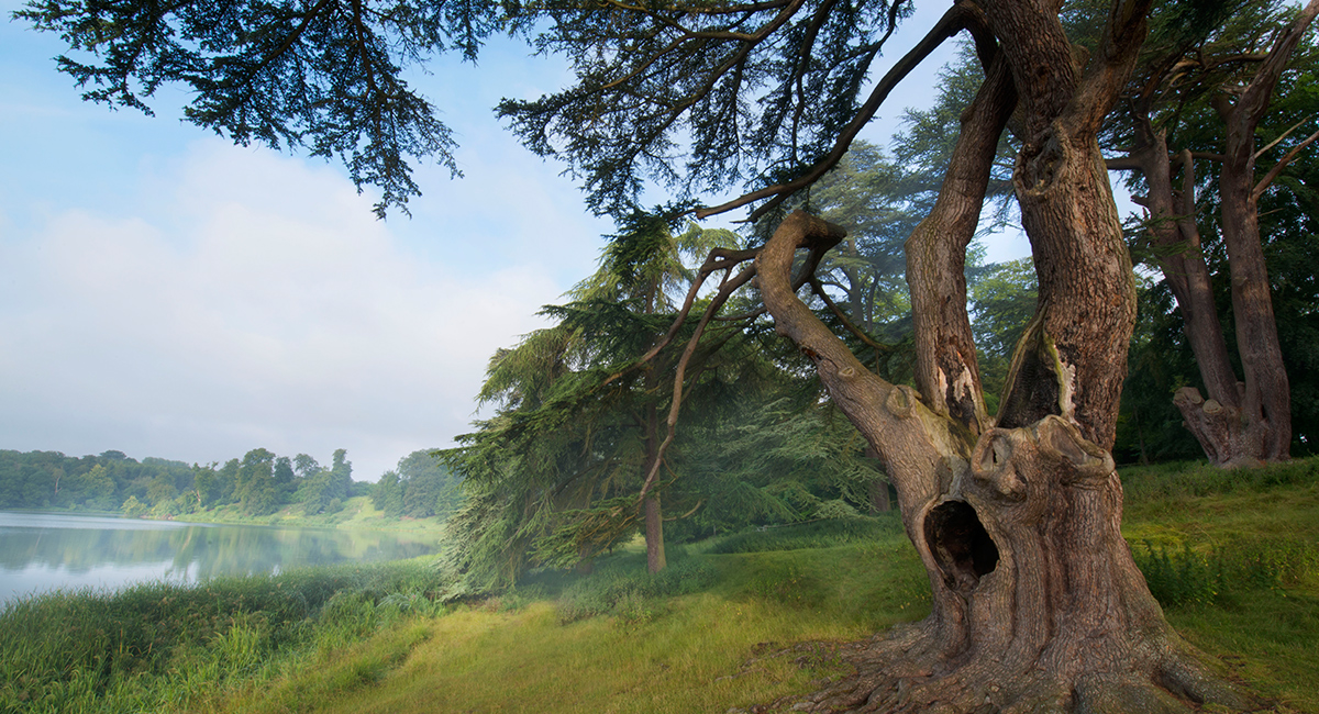 Oak trees at Blenheim Palace