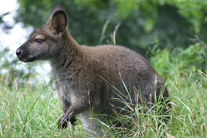 Red-necked wallaby by Grendelkhan (Creative commons)