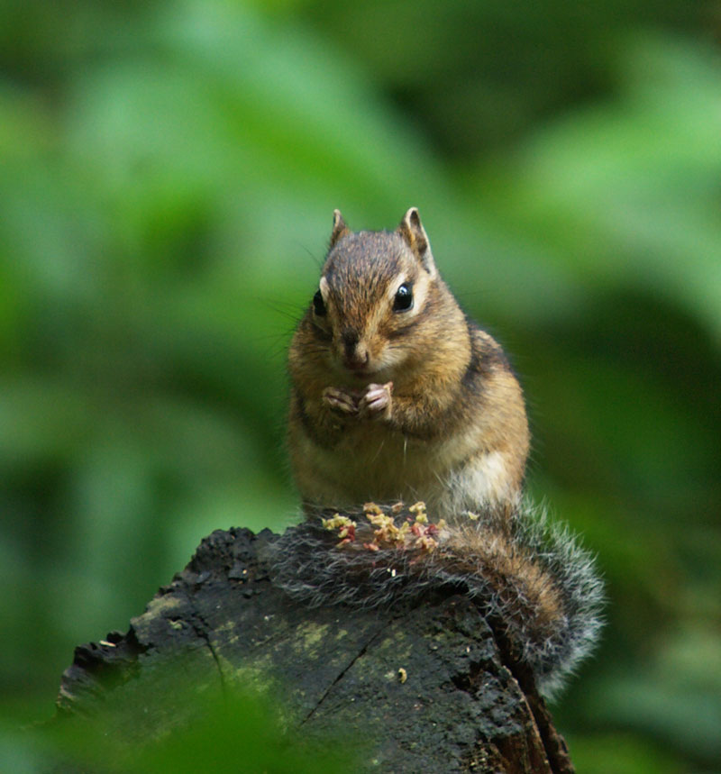 Being invaded has never been this cute before (Siberian Chipmunk © Frank Vassen, Creative Commons)