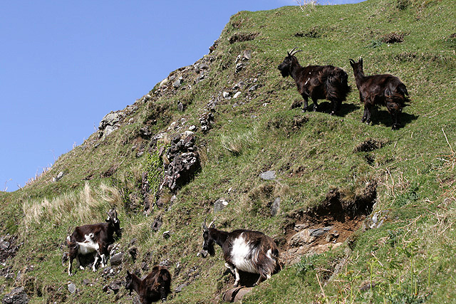 Feral goats on Kerrera © Walter Baxter (Creative Commons via Geograph)