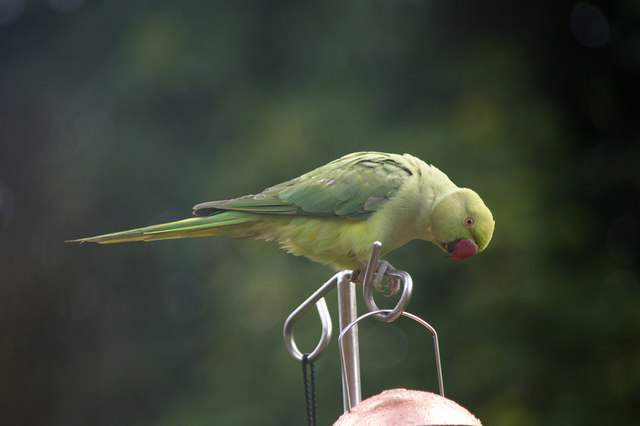 Ring-necked parakeet on a feeder in London ©Christine Matthews (Creative Commons via Geograph)