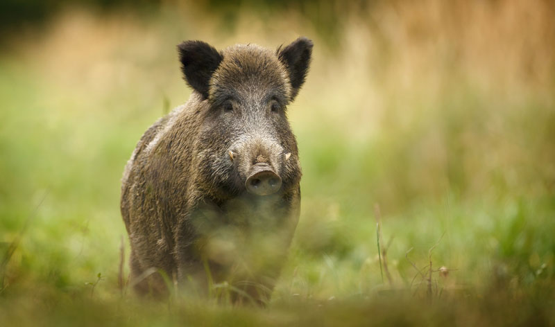 Adult wild boar are potentially dangerous if approached...