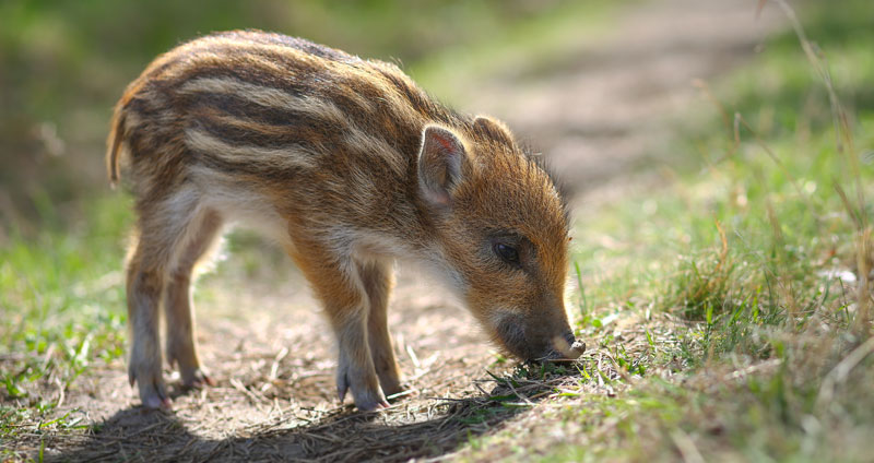 ... but the piglets are seriously cute!
