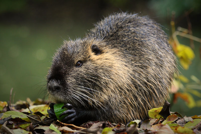 An adult coypu could be up to 70cm nose to tail, and weigh 17kg