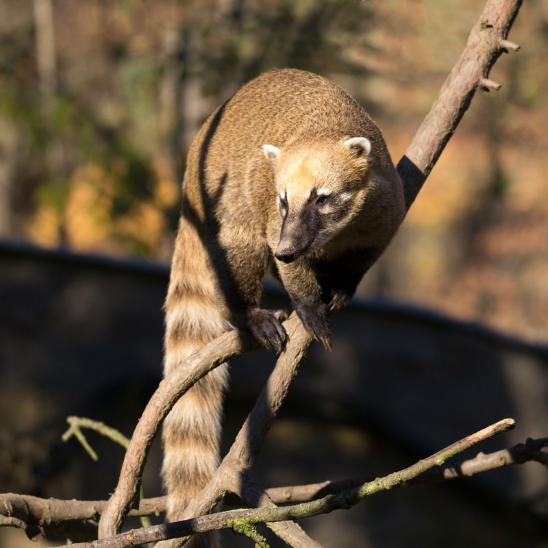 Coati are strong climbers