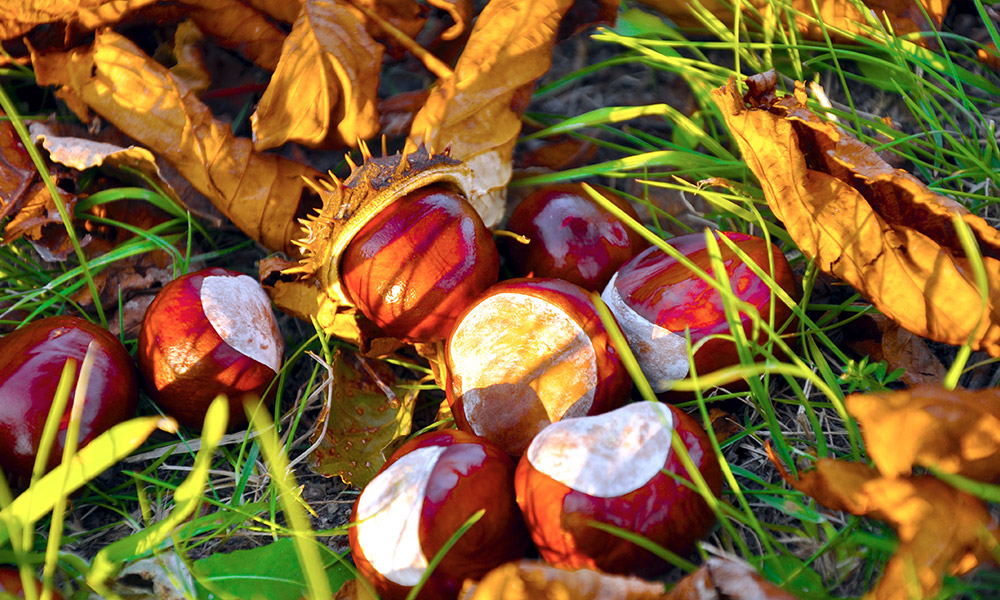 conkers game