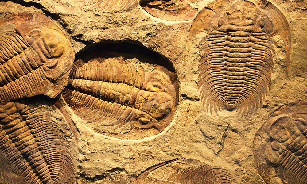 fossils