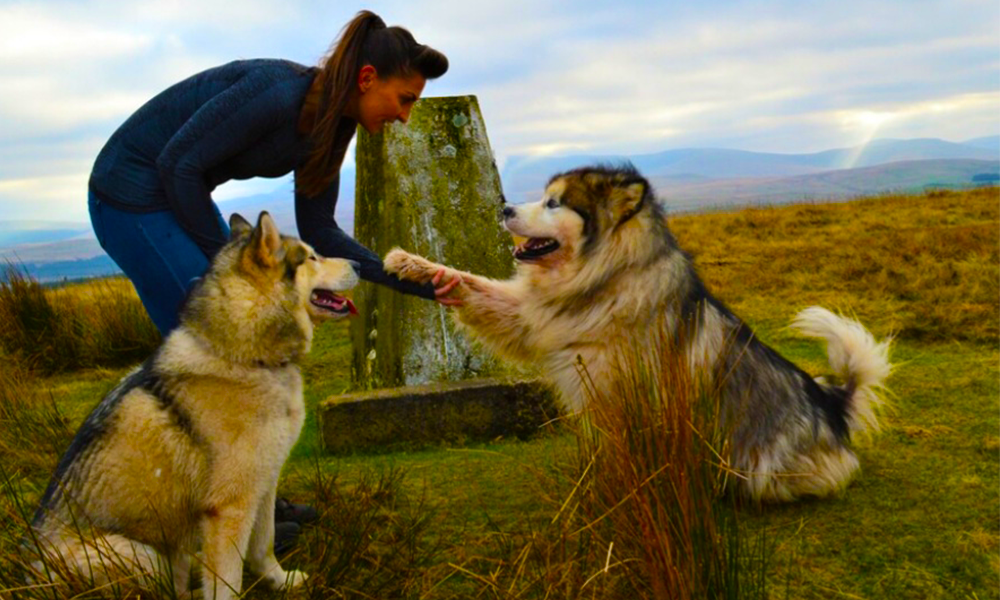 Usk Reservoir circular dog walk