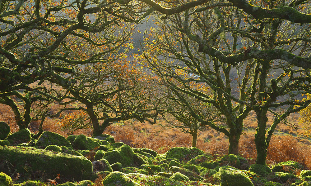 Dartmoor woodland