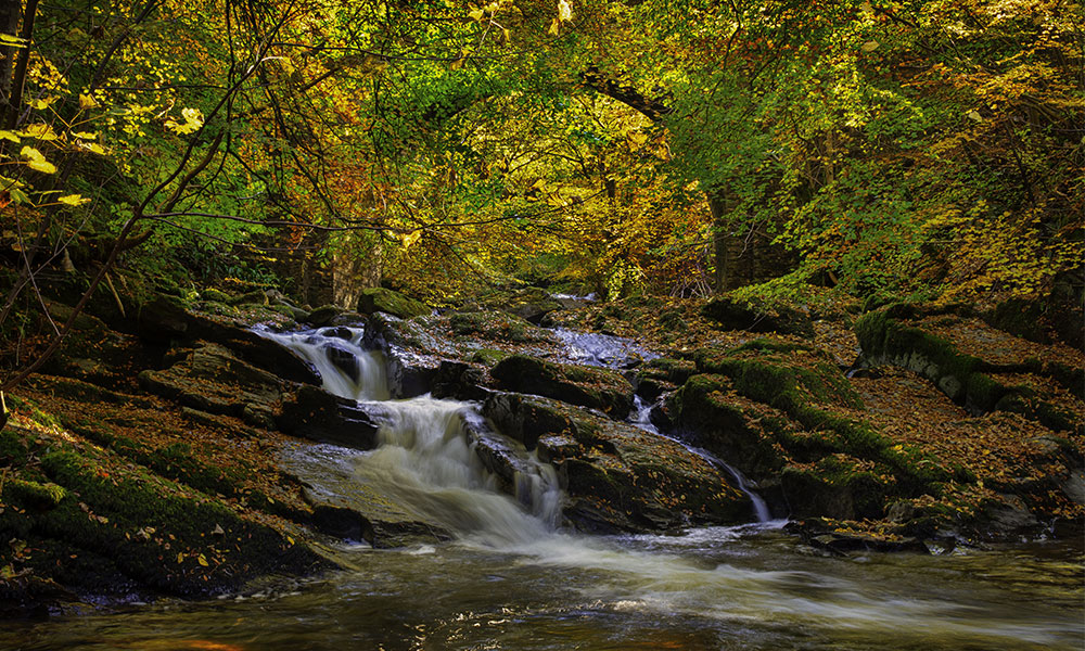 The Birks of Aberfeldy