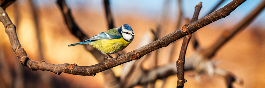 Blue Tit