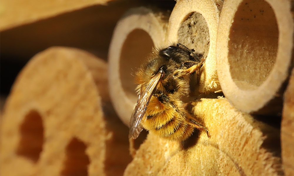 Wall Mason Bee