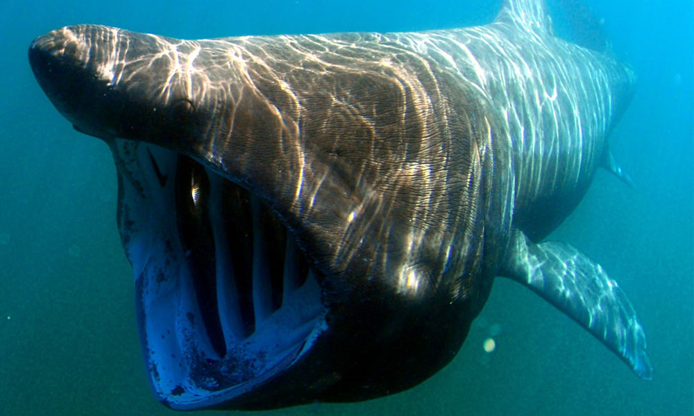 Basking shark near Coll