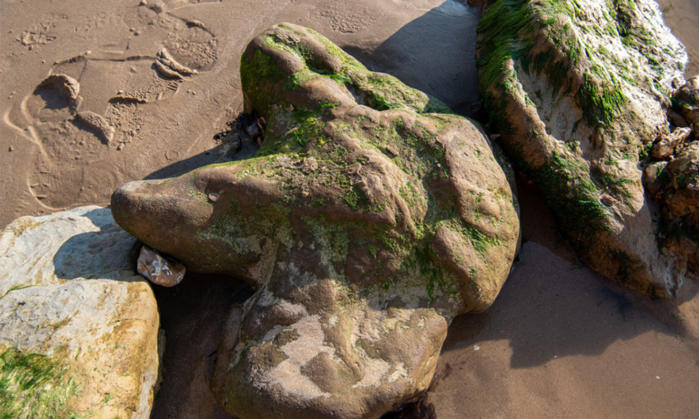 Fossils on the Isle of Wight&nbsp;
