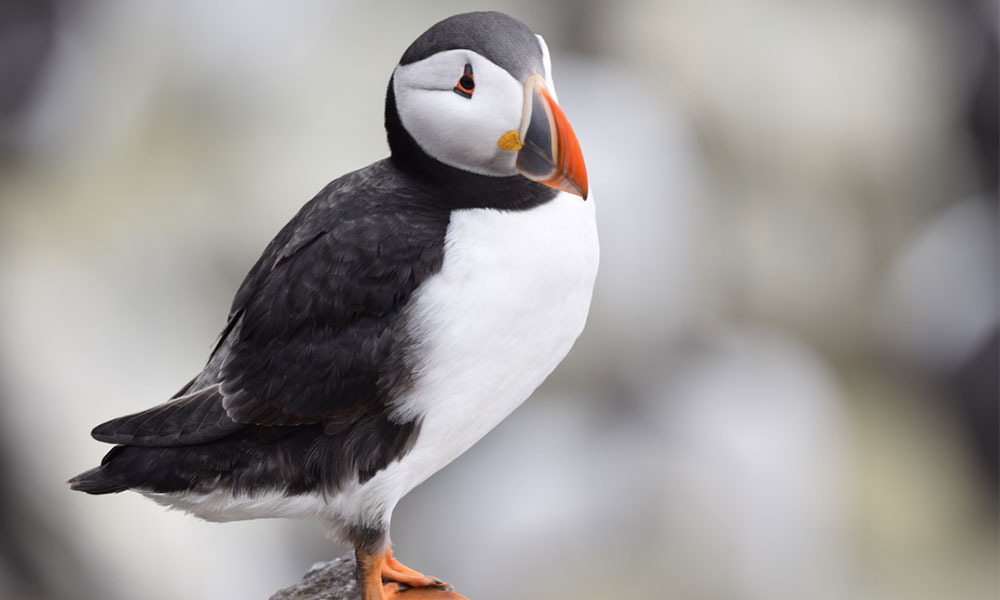 Puffin on Lundy Island