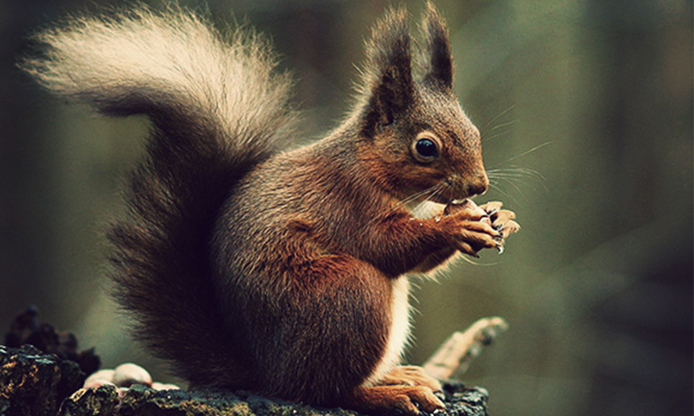 Red squirrel&nbsp;