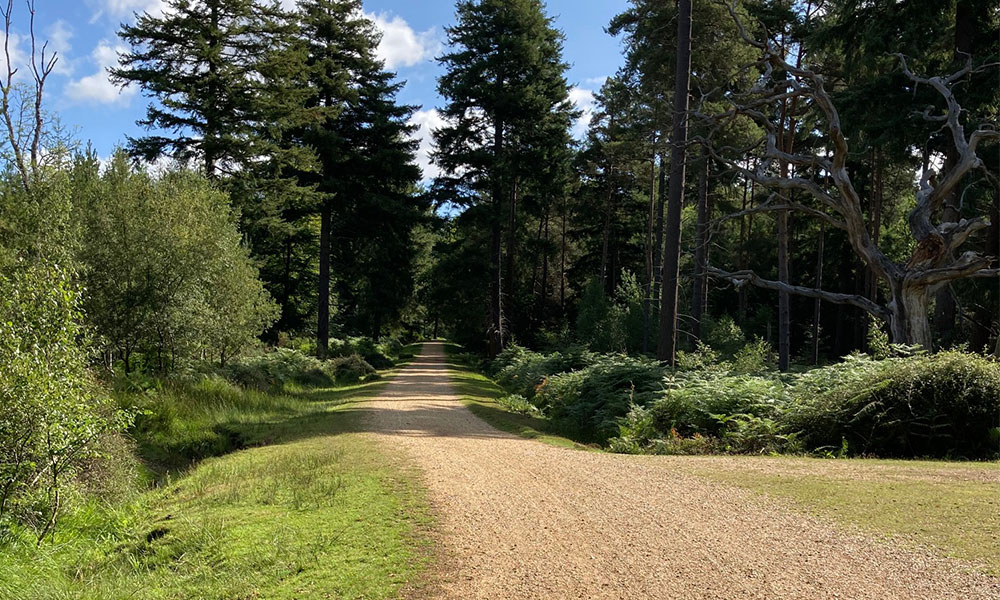 New Forest gravel trail