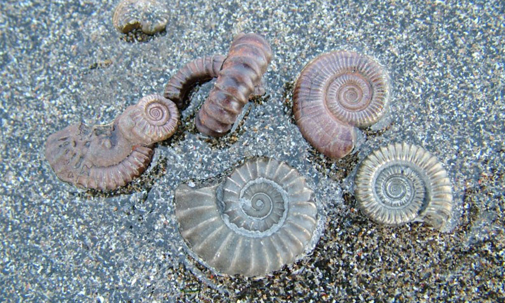 How to find fossils on the beach
