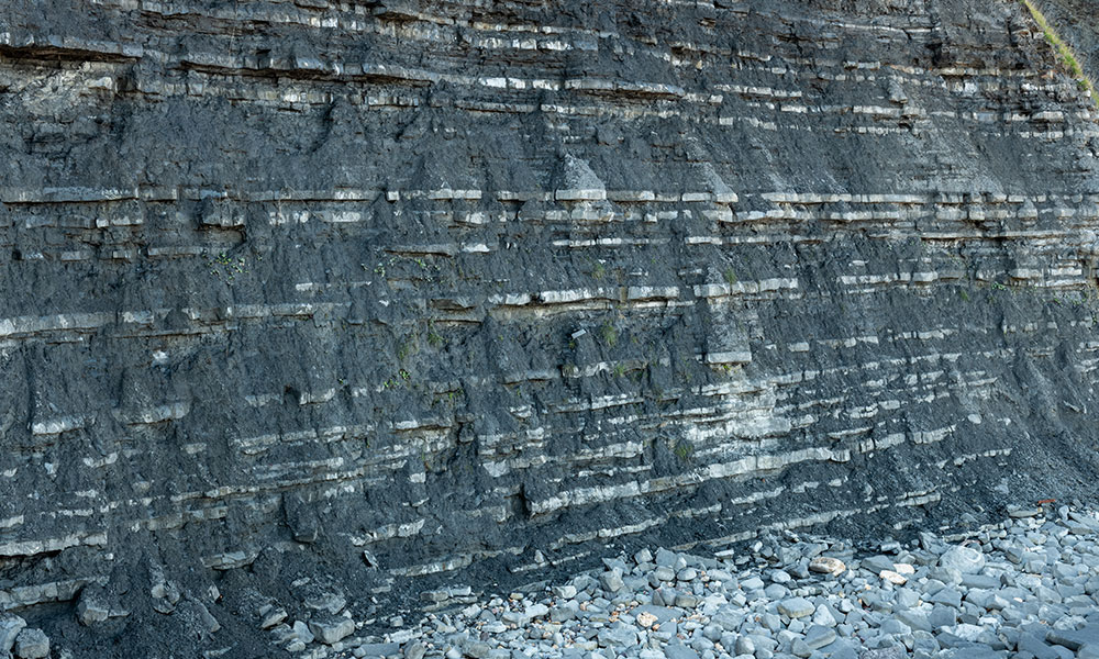 fossil wall&nbsp;&nbsp;