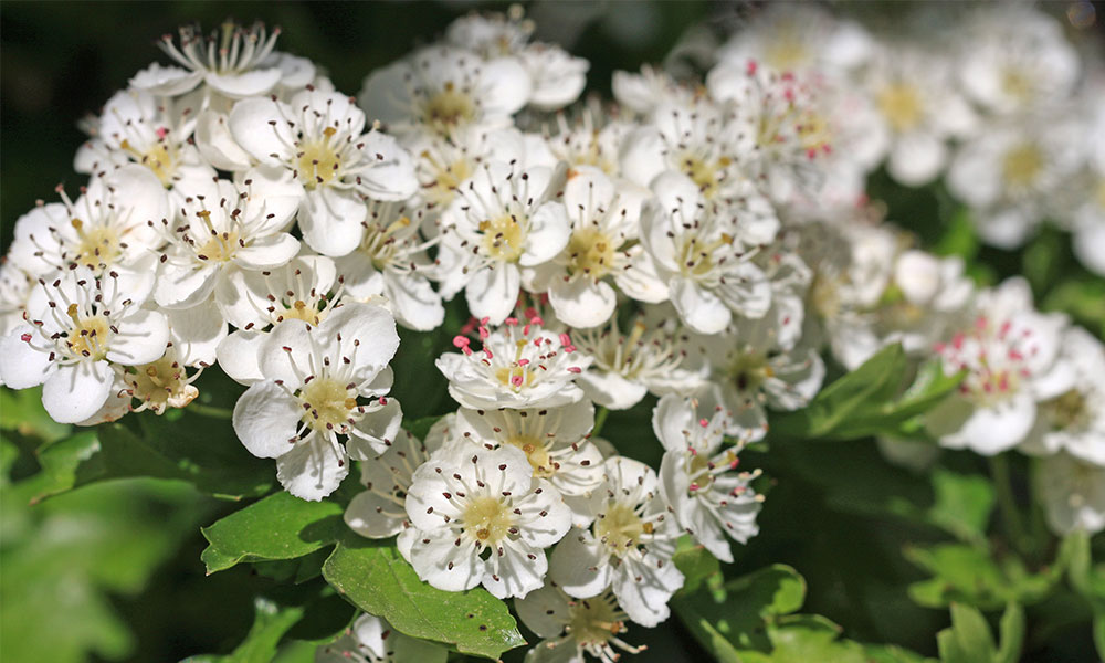 Hawthorn flowers