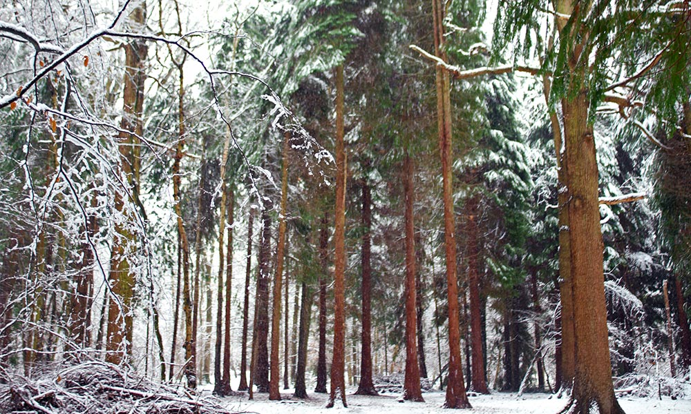 Western red cedar tree (Thuja plicata)