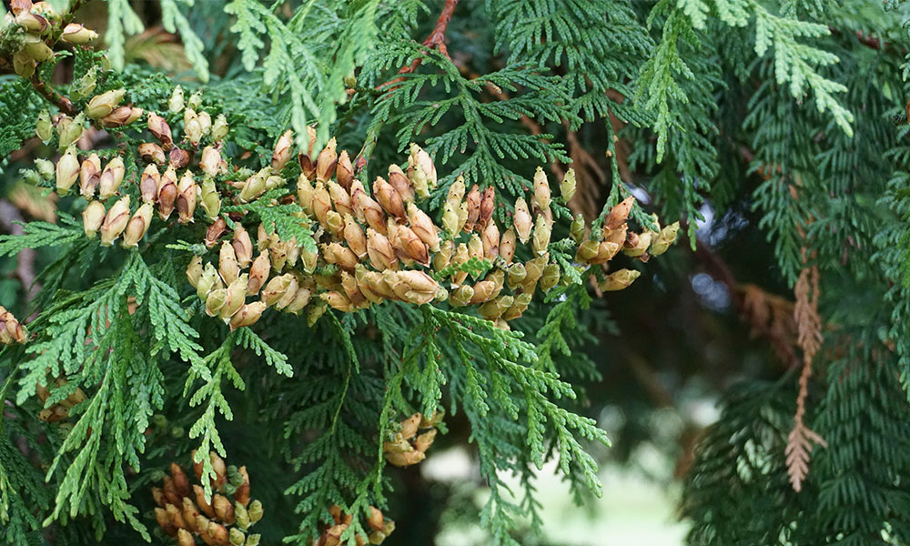Western red cedar leaves