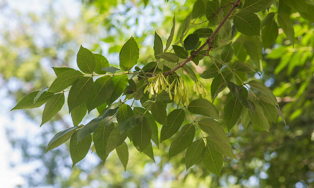 Ash tree leaves