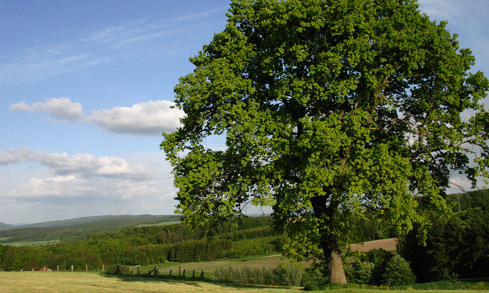 Beech tree (fagus sylvatica)