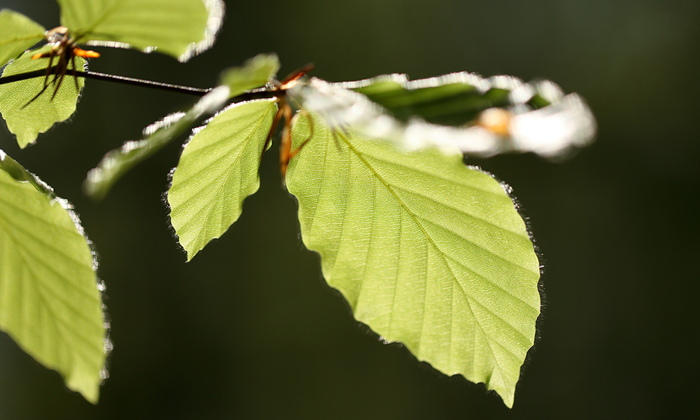 Beech tree leaves&nbsp;