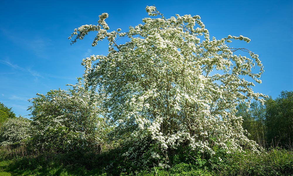 Hawthorn tree (Crataegus monogyna)