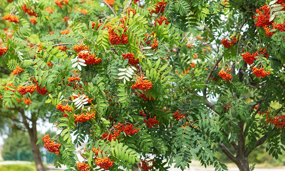 Rowan tree berries