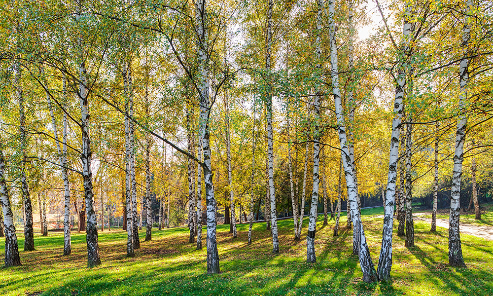 Silver birch trees&nbsp;