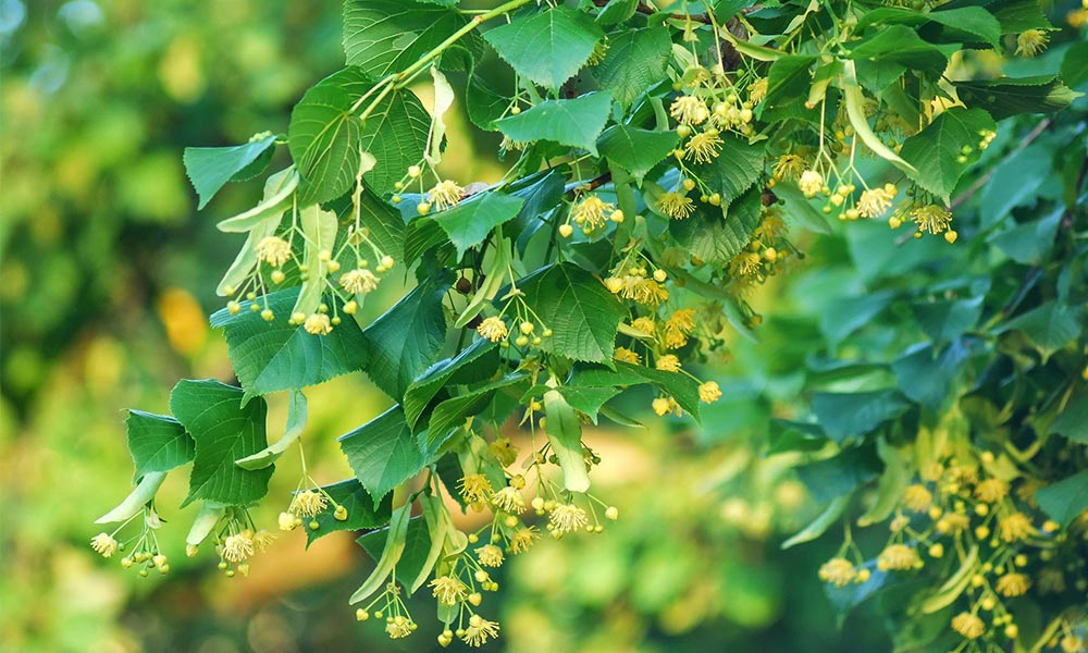 Small leaved lime tree flowers