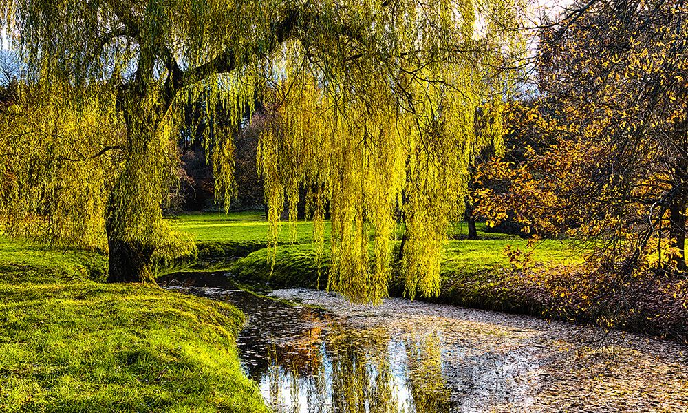 Willow tree (salix)