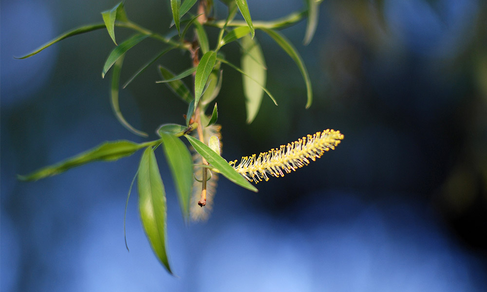 Willow tree leave&nbsp;