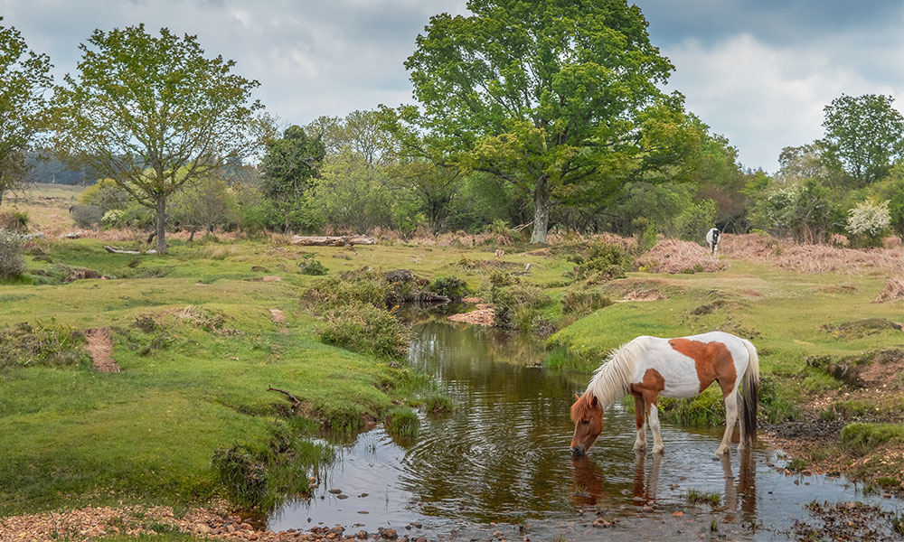 New Forest National Park