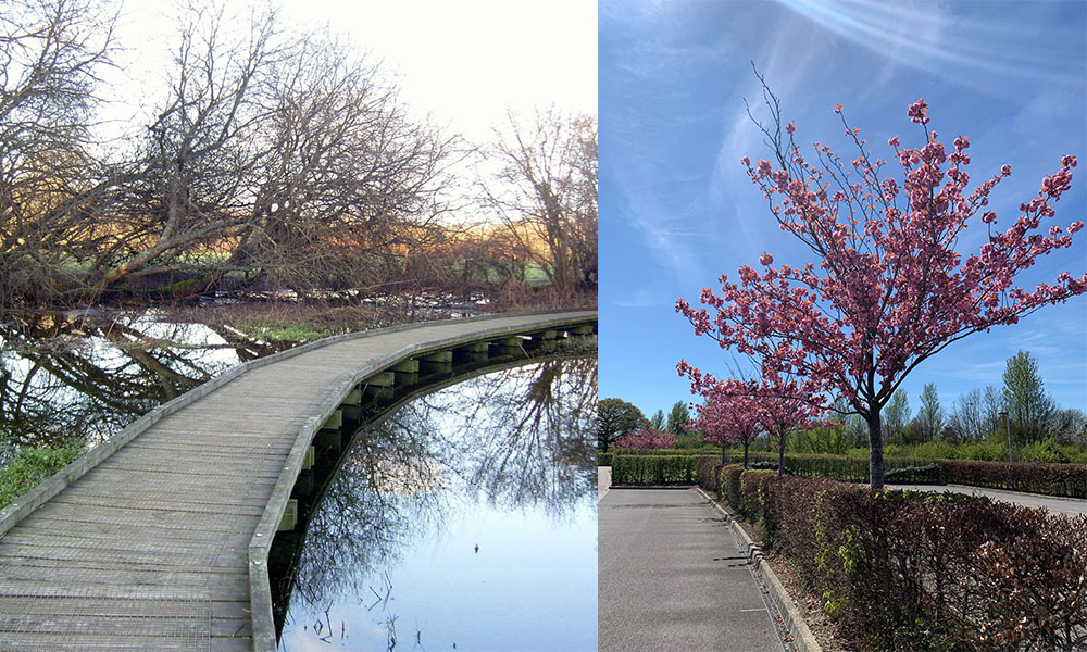 Boardwalk and beautiful spring blossom at OS HQ