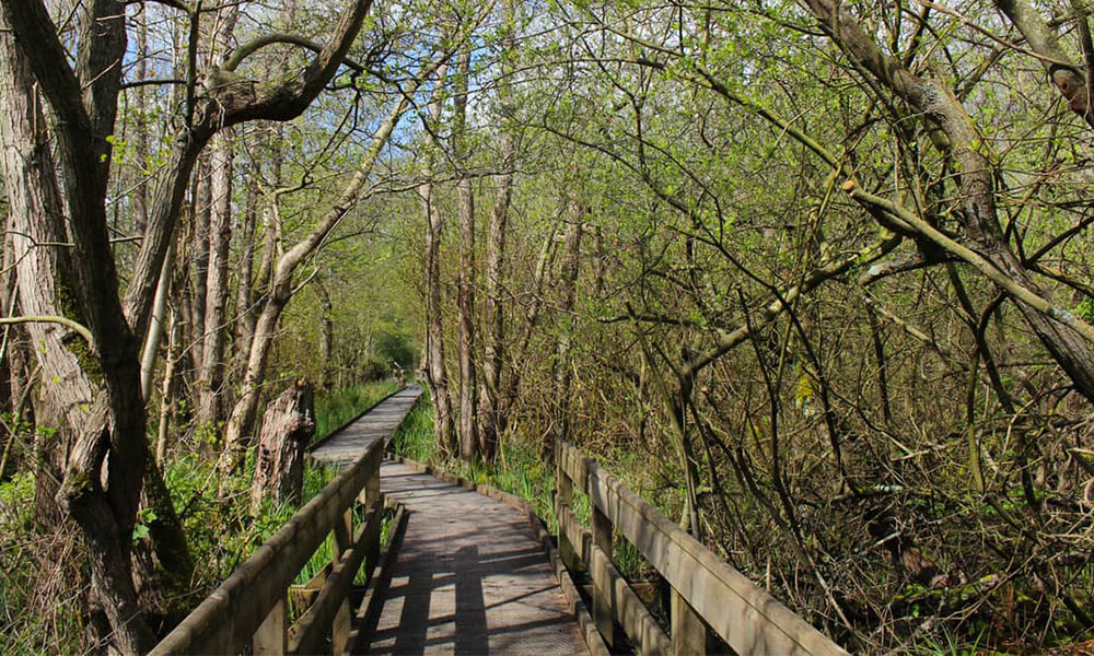&nbsp;Barton Broadwalk stile-free walk