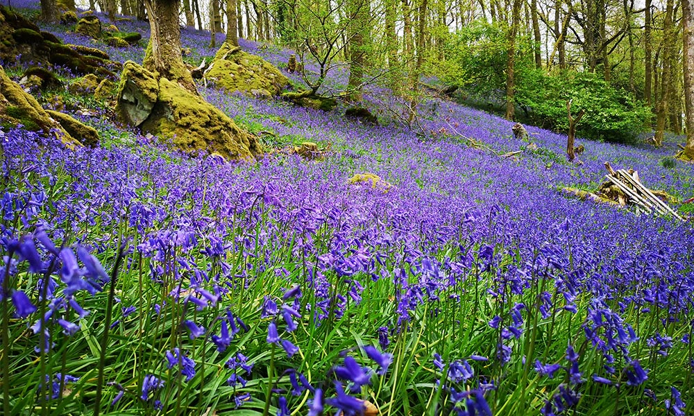 Beautiful bluebells