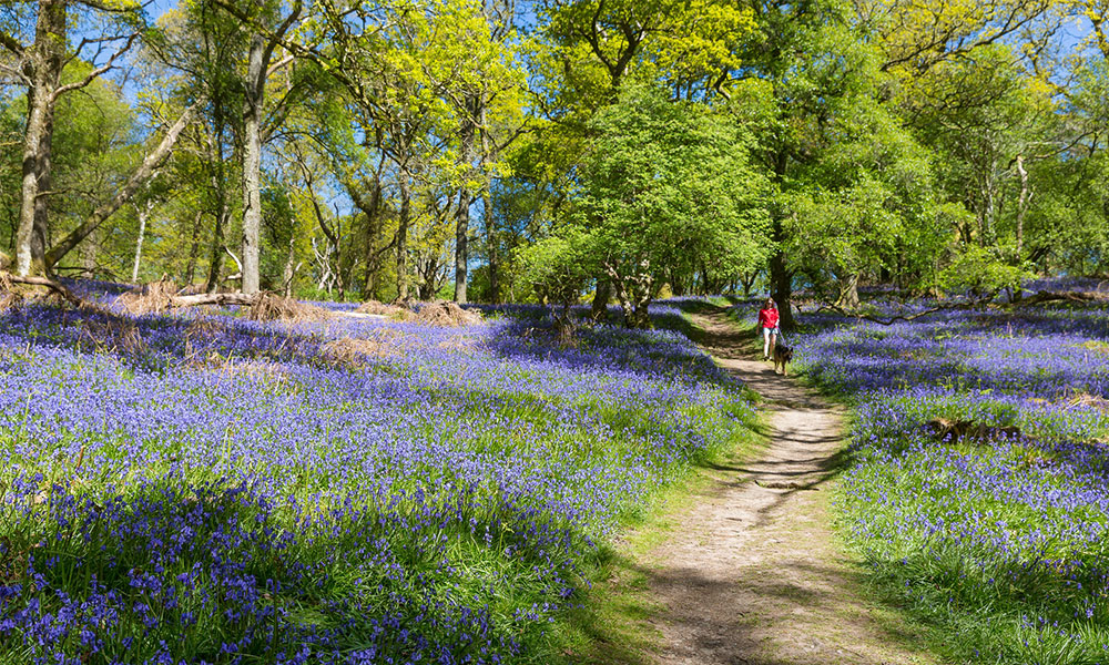 &nbsp;Inchcailloch Island walk