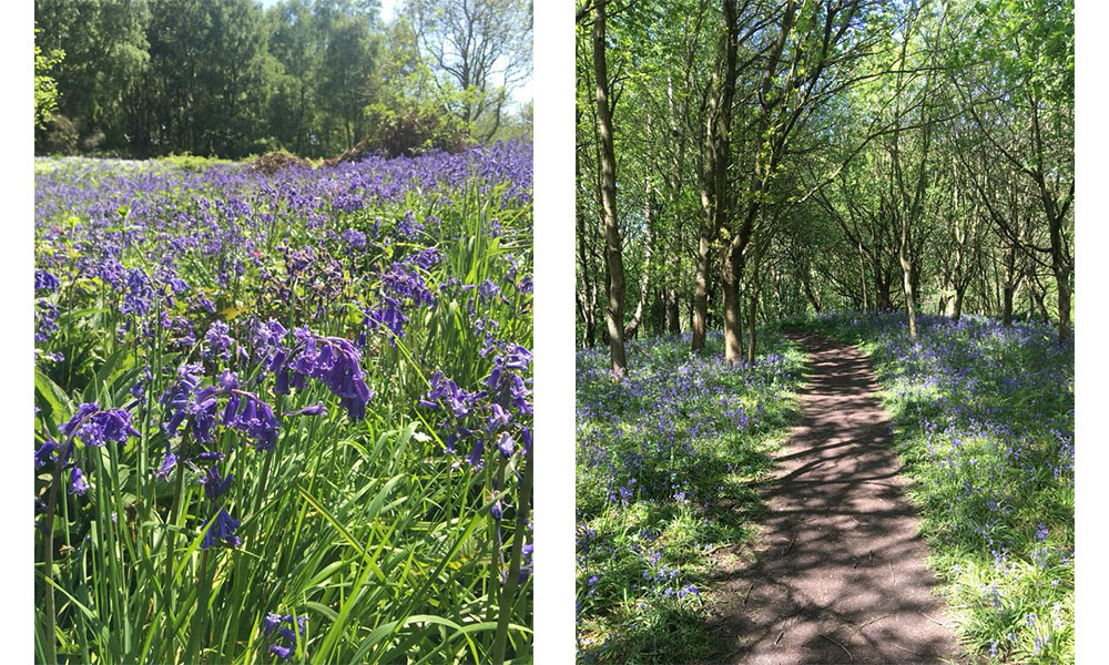 Arger Fen and Spouse's Vale bluebell
