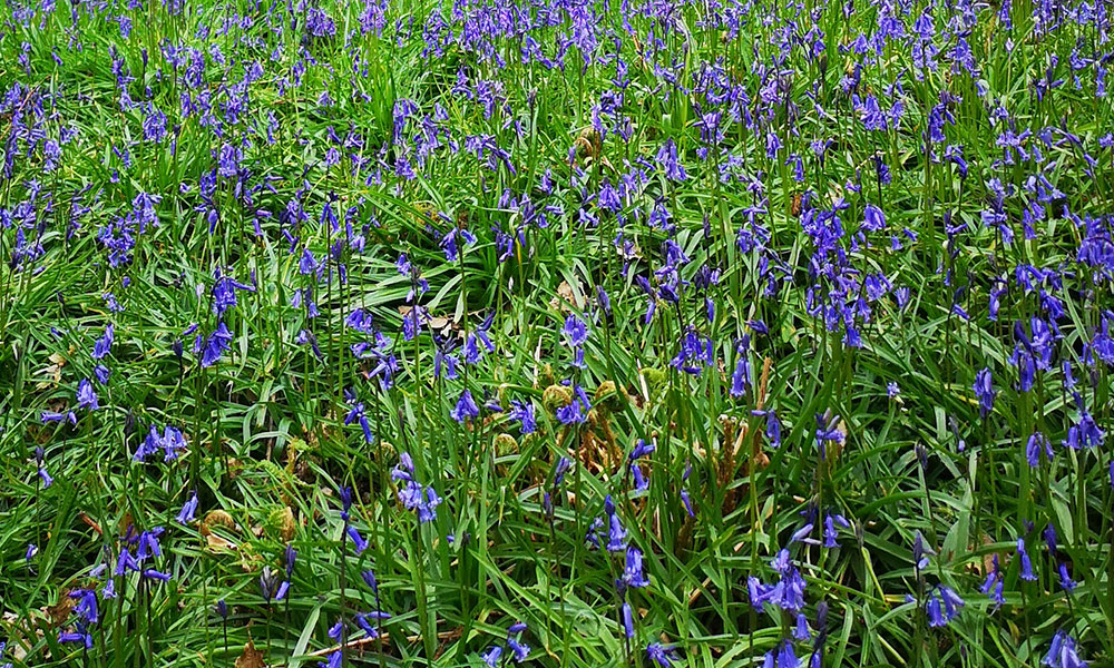 North Cliffe Wood walk bluebells&nbsp;