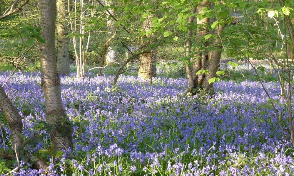 Rushall Farm bluebell walk