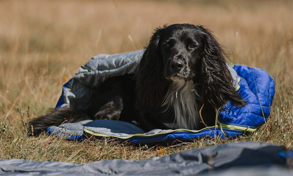 camping with dogs