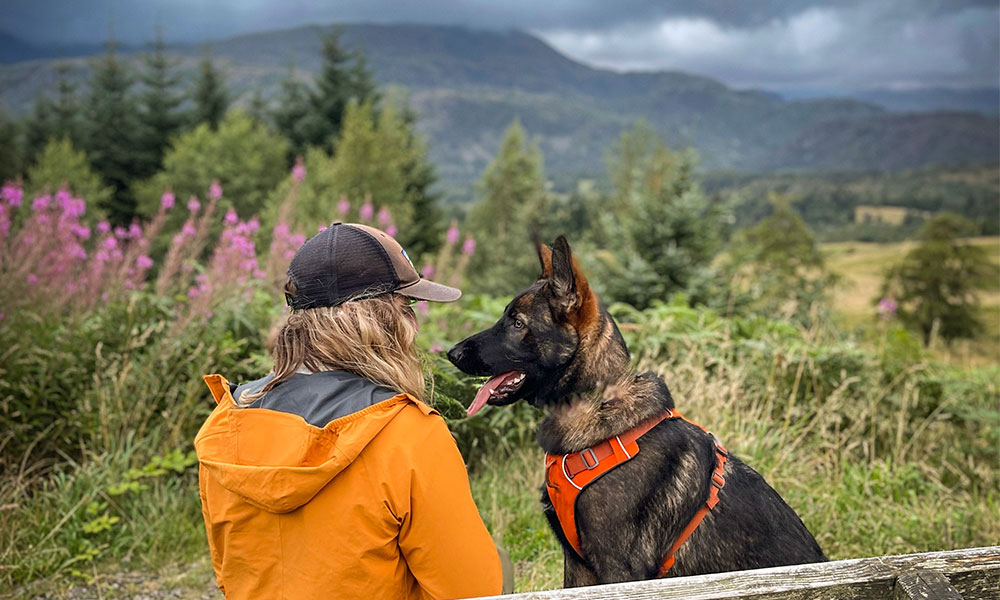 dog overlooking country views