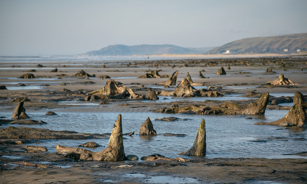 Y Borth petrified forest