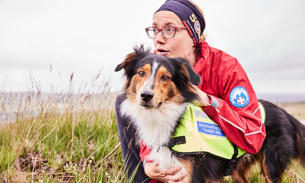 Mountain rescue dog