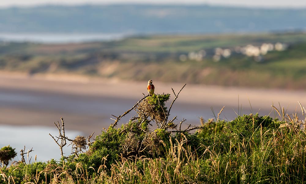 Rhossili Bay, Gower