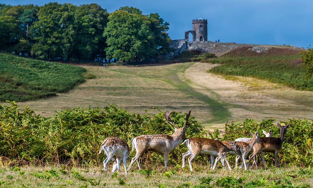Bradgate Park, Leicestershire