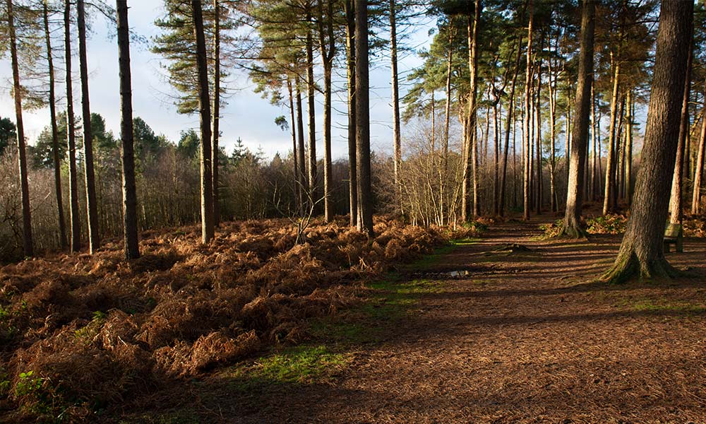 Delamere Forest Park, Cheshire
